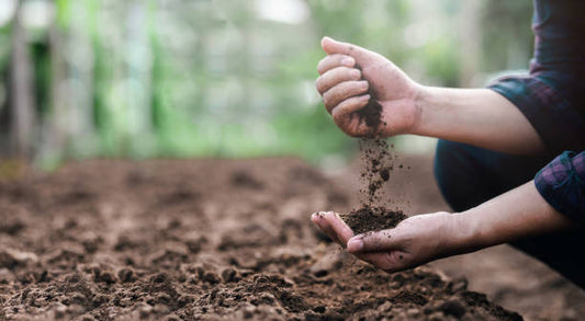 Nutriments des plantes expliqués : Tout ce que vous devez savoir