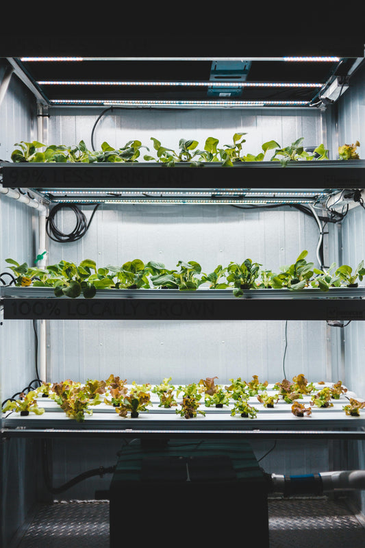 Hydroponie vs Terre : 8 Raisons pour lesquelles l'Hydroponie l'emporte
