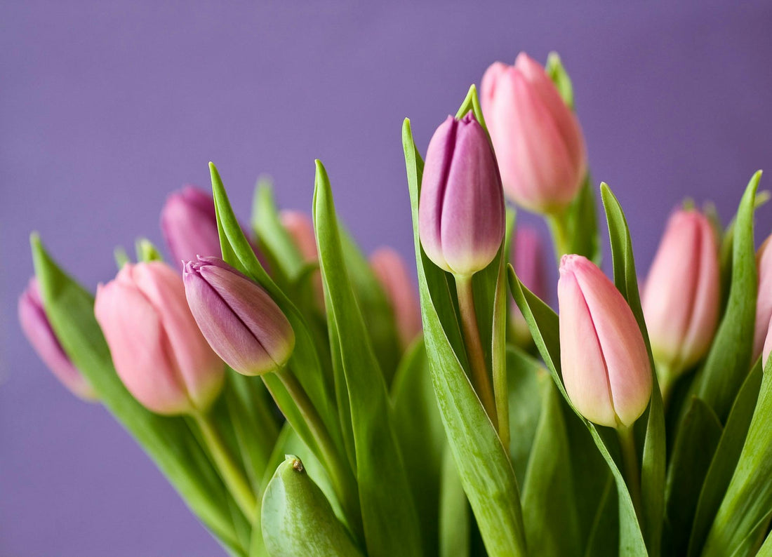 Les Tulipes : Doivent-elles être coupées après chaque saison ?