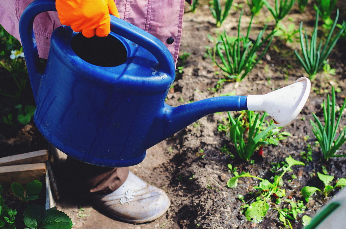 Le Meilleur Moment Pour Arroser Votre Jardin et Comment Bien Le Faire ?