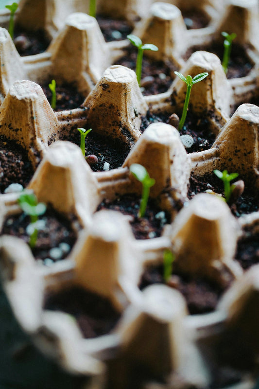 Combien de graines planter par trou, pot ou cellule ?