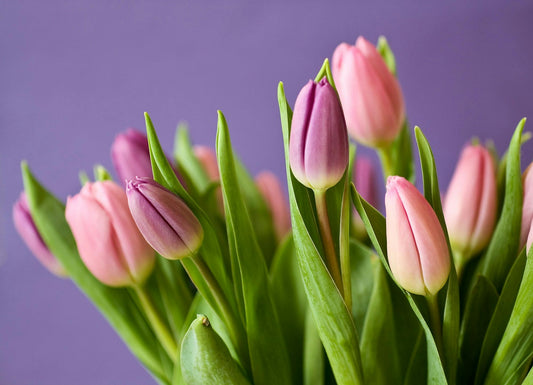Les Tulipes : Doivent-elles être coupées après chaque saison ?