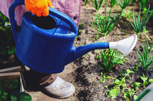 Le Meilleur Moment Pour Arroser Votre Jardin et Comment Bien Le Faire ?